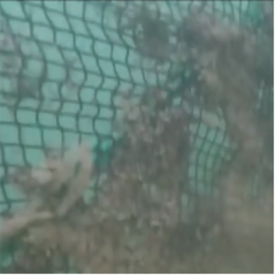 水產(chǎn)養(yǎng)殖網(wǎng)箱清洗的幾種方法優(yōu)缺點比較